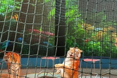 shanghai-happy-circus-4