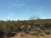 Şanghay’dan Avustralya’ya Uzun Bir Seyahat (Uluru - Ayers Rock)