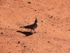 Şanghay’dan Avustralya’ya Uzun Bir Seyahat (Uluru - Ayers Rock)